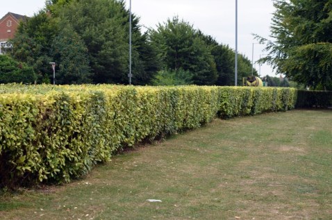 Commercial Hedge Trimming