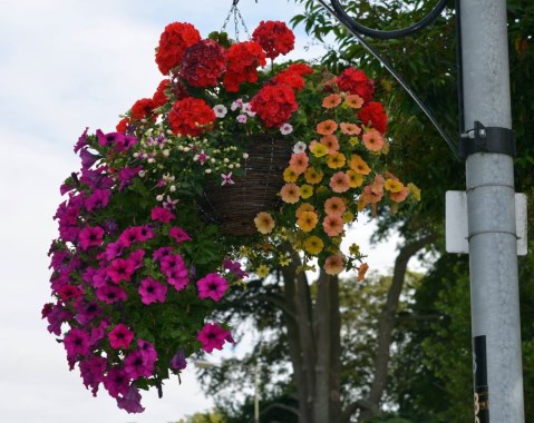 Landscape Maintenance Services Seasonal Bedding Displays and Baskets