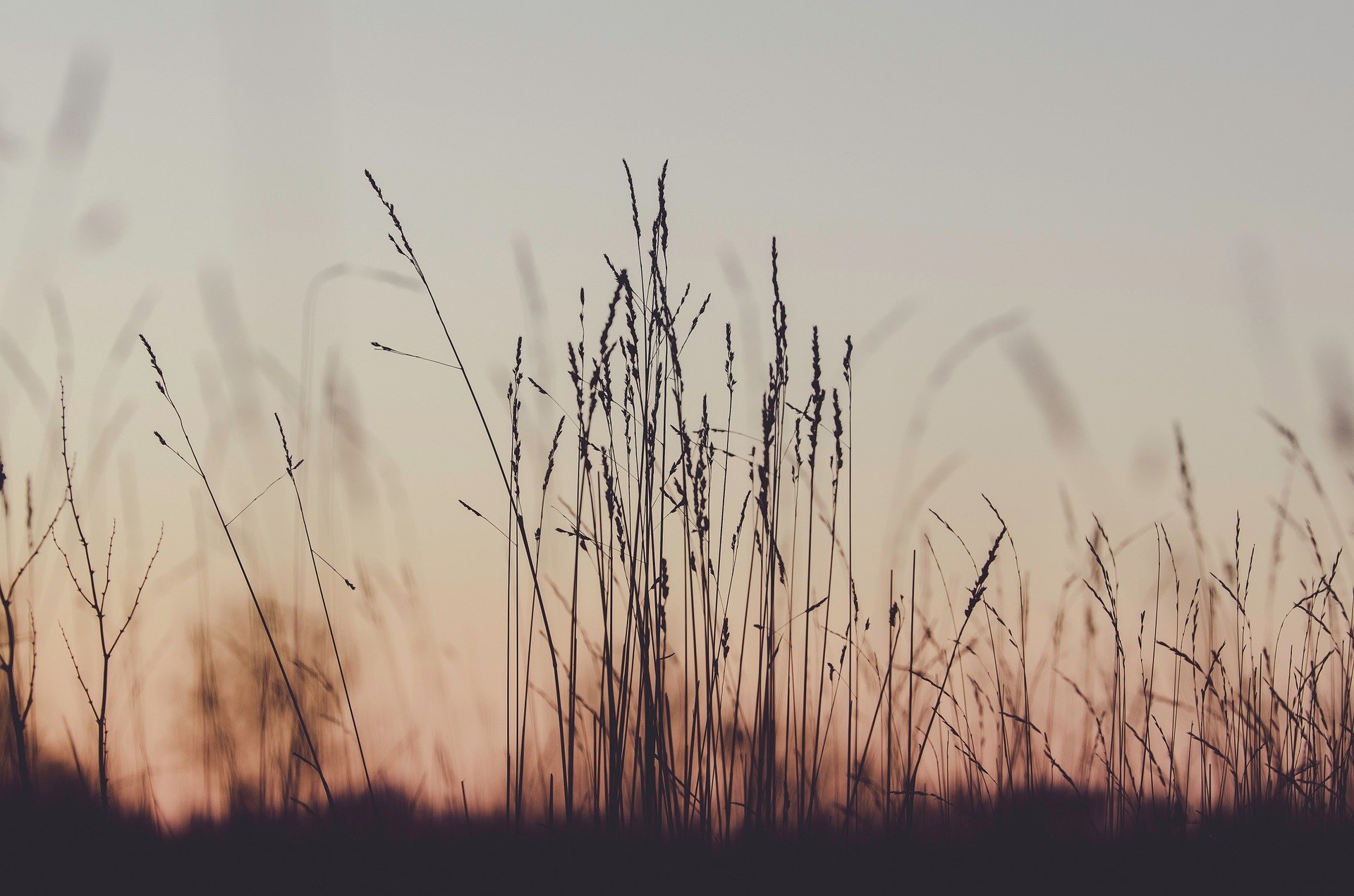 sunset and plants