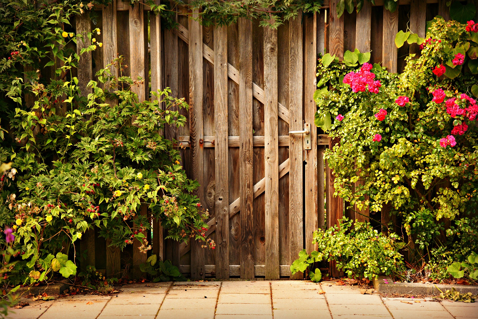 garden lawn